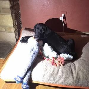 Meet your Posher, Brock